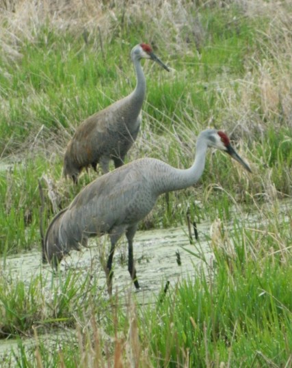 DSCN0793_5925_edited-1